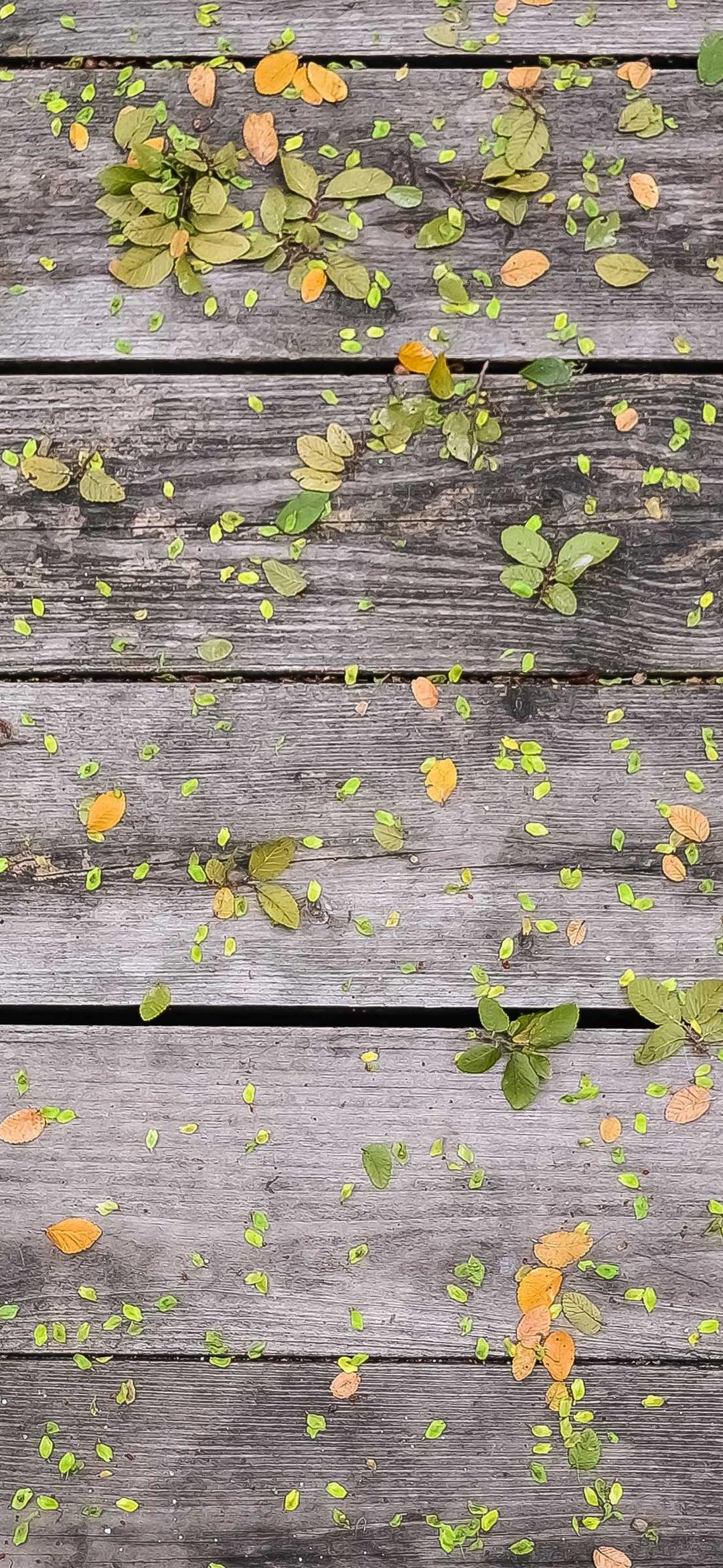 动物壁纸 - 动物高清手机壁纸