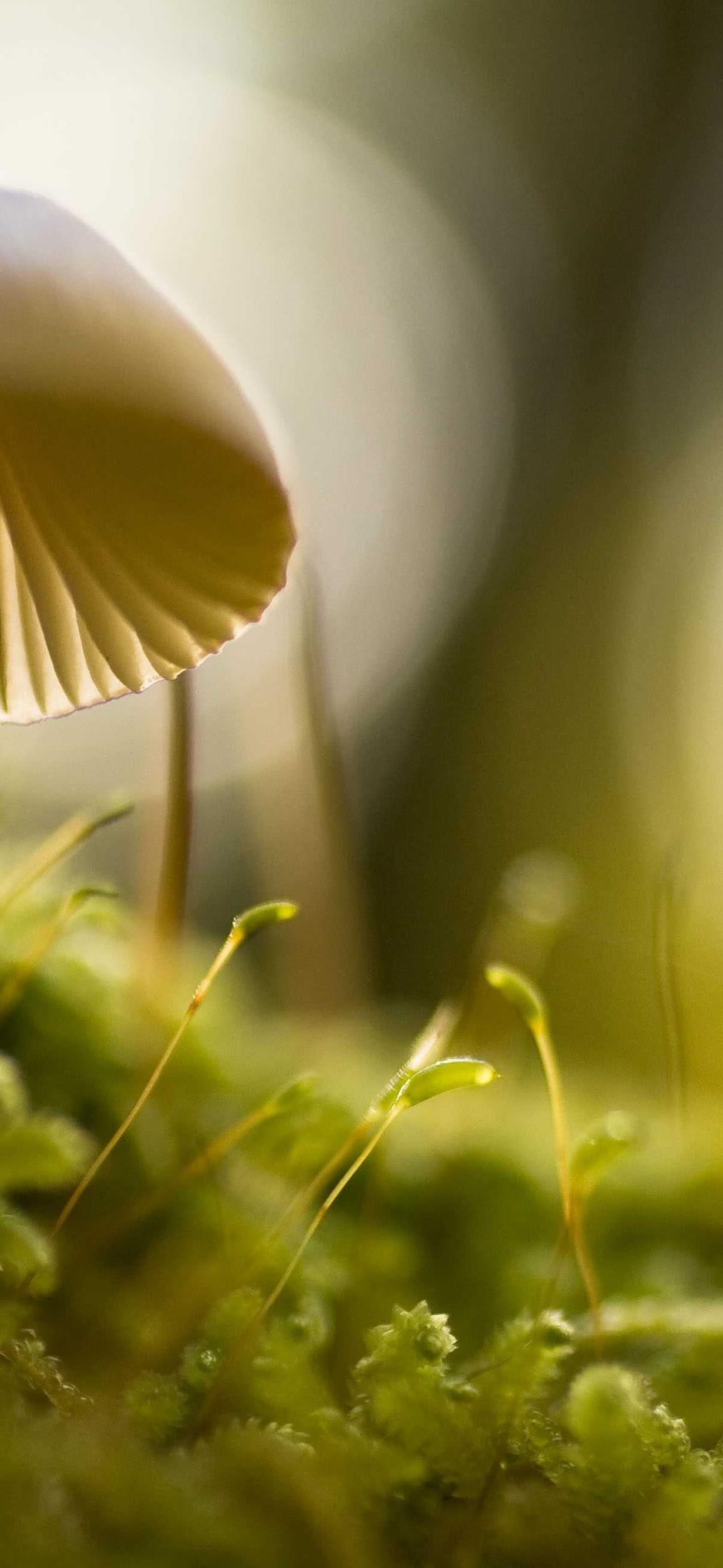 极简壁纸 - 极简高清手机壁纸