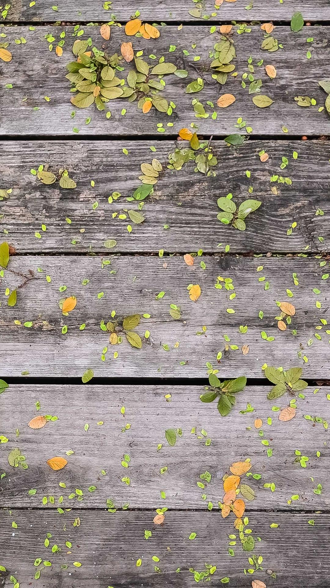 花卉壁纸 - 花卉高清手机壁纸