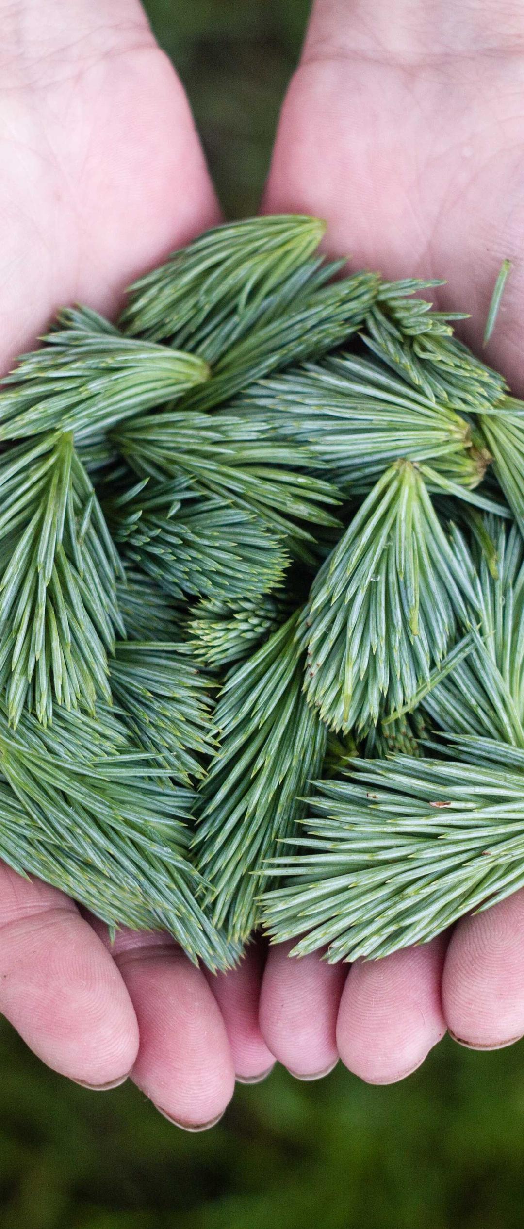 美食壁纸 - 美食高清手机壁纸