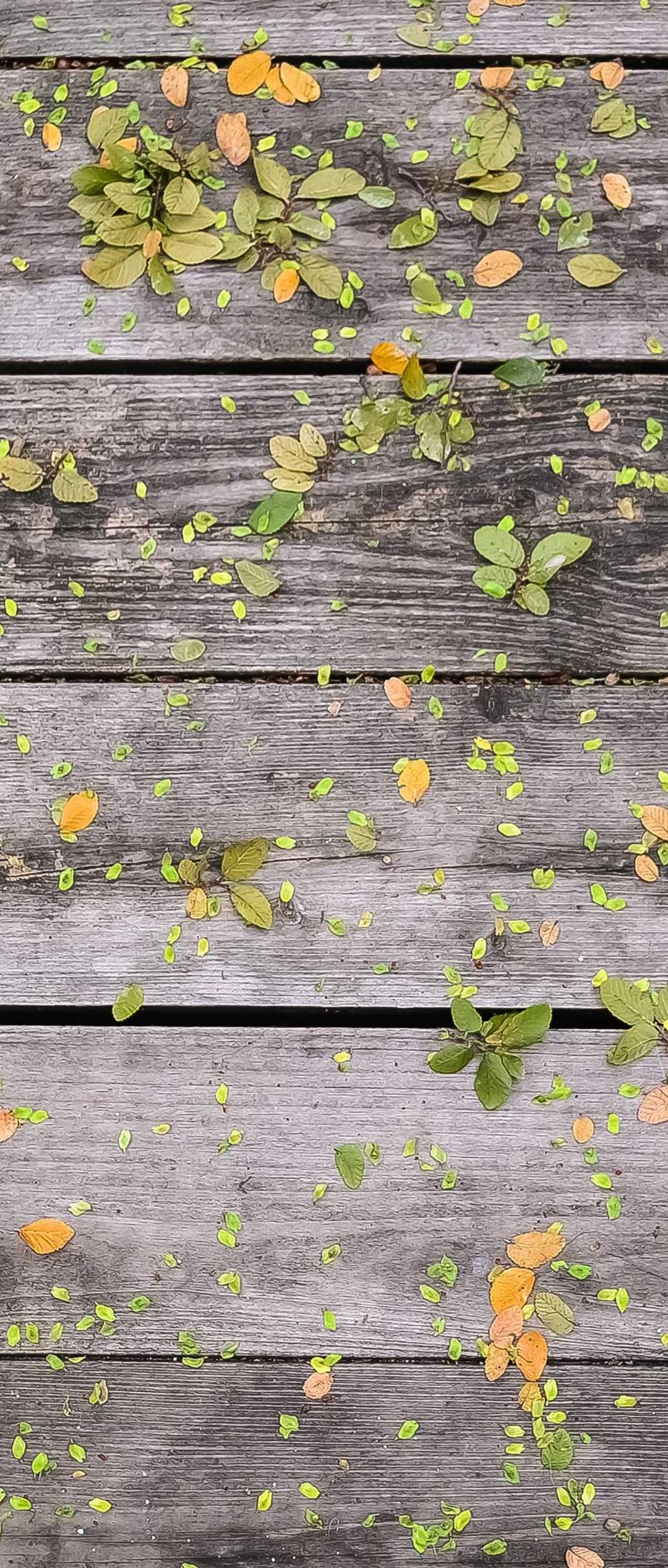 动物壁纸 - 动物高清手机壁纸