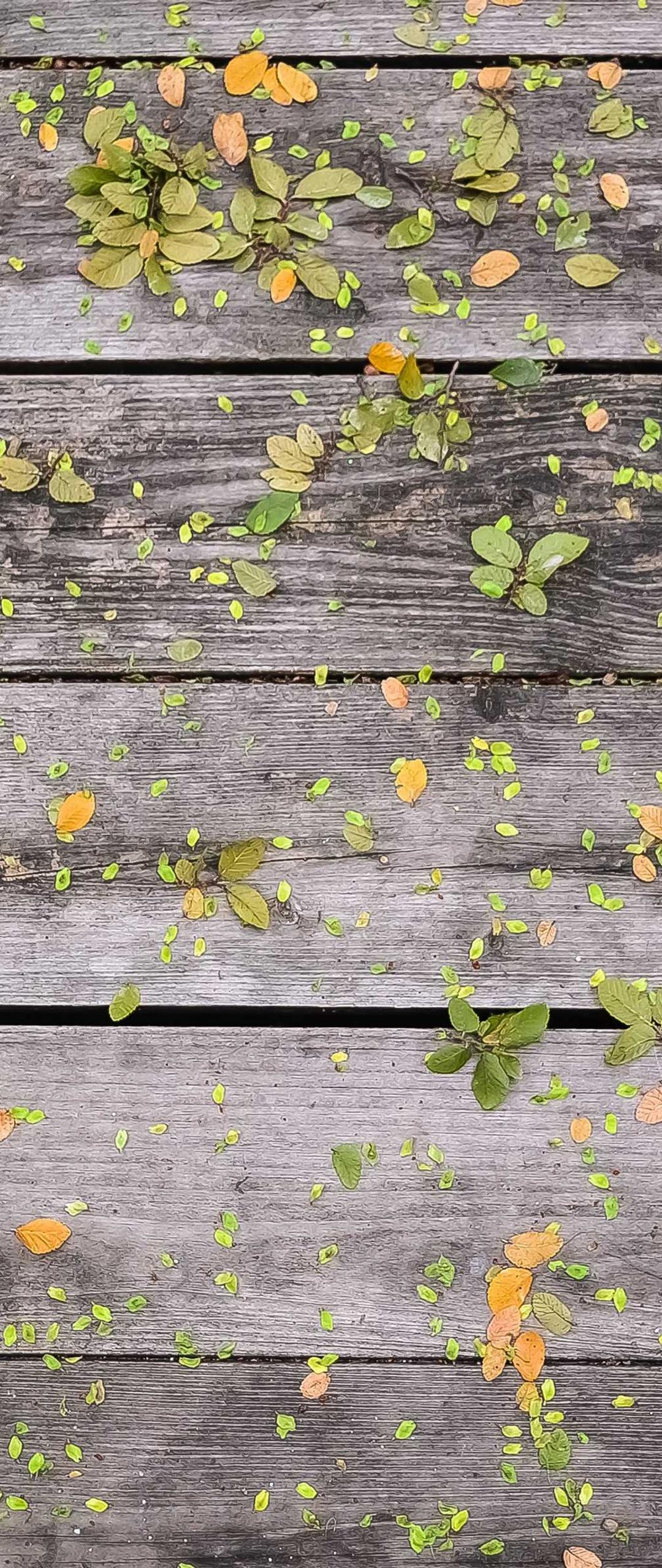 花卉壁纸 - 花卉高清手机壁纸