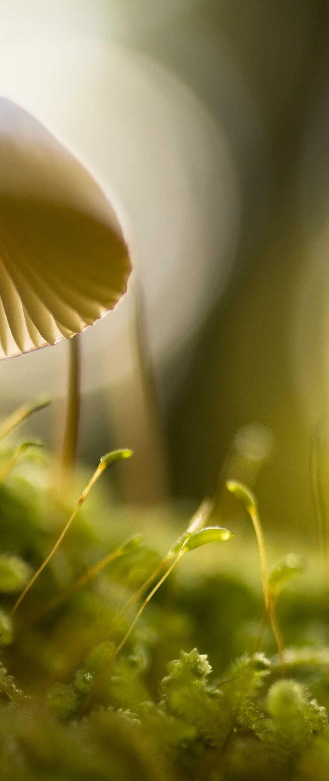 极简壁纸 - 极简高清手机壁纸
