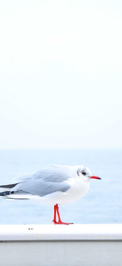 自然壁纸