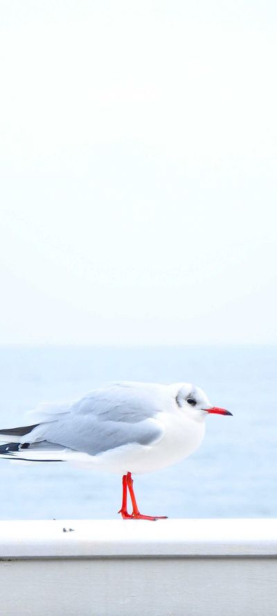 自然壁纸