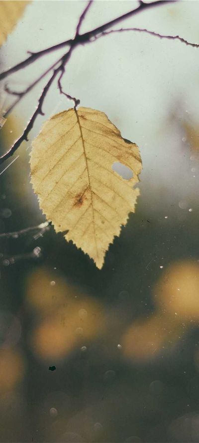 壁纸