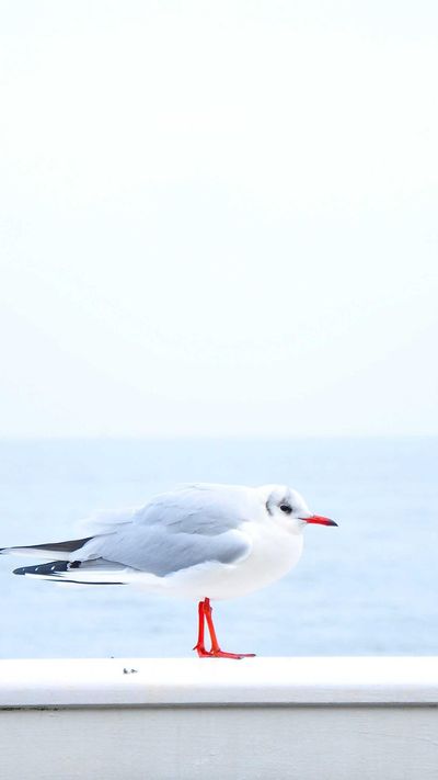 壁纸