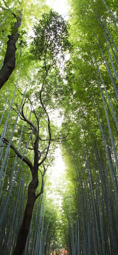壁纸