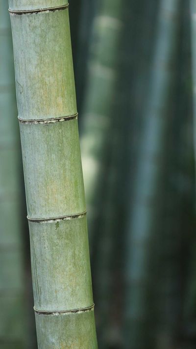 壁纸