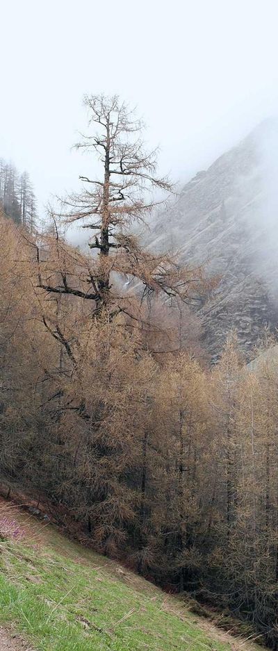 壁纸